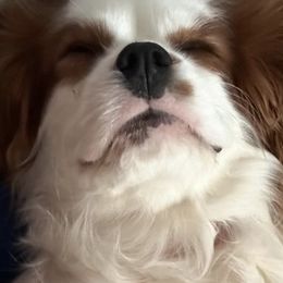 American Corgis, Cavalier King Charles Spaniels, Dachshunds, and English Cocker Spaniels from Versatile Ohana