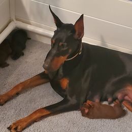 Doberman Pinschers and Havanese from Los Arriba Havanese