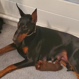 Doberman Pinschers and Havanese from Los Arriba Havanese