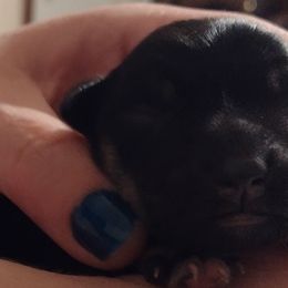 Boy 2 - Black and silver Miniature Schnauzer puppy in Burna, Kentucky from Sky & Ivy Farms