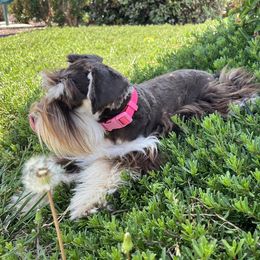 Lavender - Miniature Schnauzer