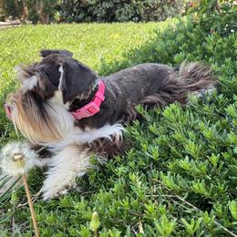 Lavender - Miniature Schnauzer