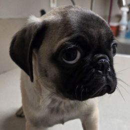 CKC Fawn Male Pug - Fawn male Pug puppy in Pinson, Alabama from Circus Pugs & Frenchies