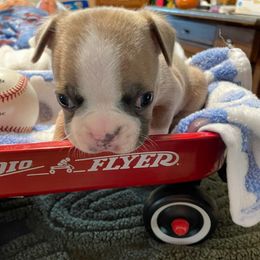 Beau - Blue male Boston Terrier puppy in Johnstown, Colorado from R&M Bostons