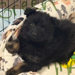 Mr Green-Black and Tan long coat - Black and tan male German Shepherd puppy in Berlin, Wisconsin from Gypsy Miracle Kennels