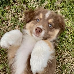 Australian Shepherds from One Tribe Aussies