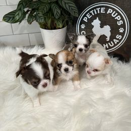Chihuahua Puppies from Petite Pups