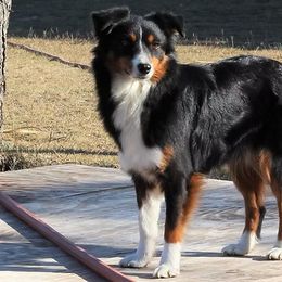 Diva - Toy Australian Shepherd