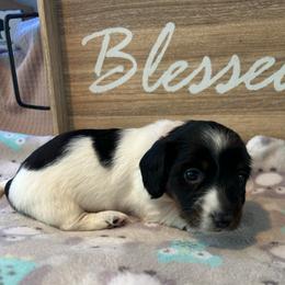 CKC Girl 2 orange - Piebald female Dachshund puppy in Grand Valley, Pennsylvania from Dachshunds on the Hill