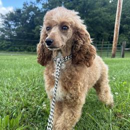 Gypsy - Poodle