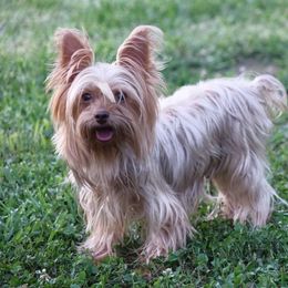 Smores - Yorkshire Terrier