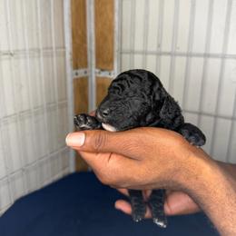 Mickey - Black male Poodle puppy in Fort Lauderdale, Florida from SoFlo Standard Poodles