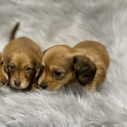 Dachshund Puppies from ATR Dachshunds
