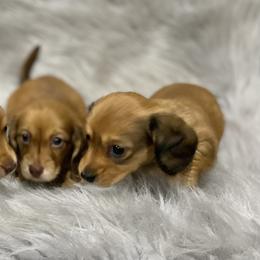 Dachshund Puppies from ATR Dachshunds