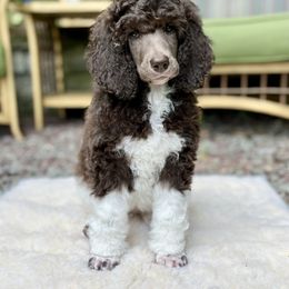 Hope - Parti female Poodle puppy in Hanover Township, Pennsylvania from Apricity Poodles