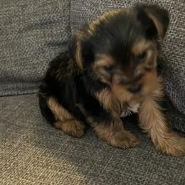 Yorkshire Terrier Puppies from Paw-Perfect Palace