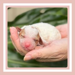 Shortcake - Apricot female Cavapoo puppy in Dade City, Florida from Periwinkle Pups