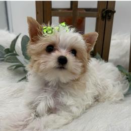 Obi - Parti male Yorkshire Terrier puppy in Benton, Illinois from Furry Tailz Yorkies