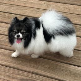 Diamond - Pomeranian