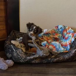 Miniature Australian Shepherd and Toy Australian Shepherd Puppies from Fireside Toy & Mini Aussies