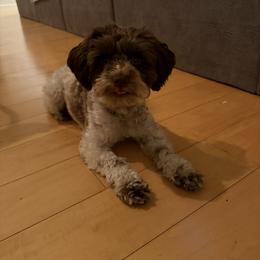 Miniature Schnauzers from Abi Hallows