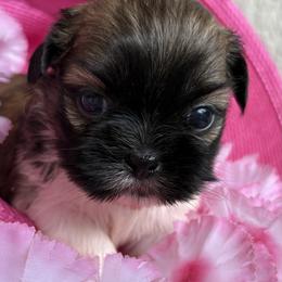 Cookie - Tricolor female Shih Tzu puppy in Weeki Wachee, Florida from Svitlana Geist