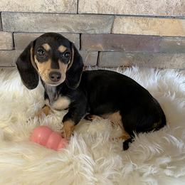 Black and Cream Girl - Black and cream female Dachshund puppy in Gravois Mills, Missouri from Benji’s Babies