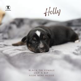 Holly- Black Tri Minimal White - Black tri female Miniature Australian Shepherd puppy in Nacogdoches, Texas from TK Standard, Mini, & Toy Aussies