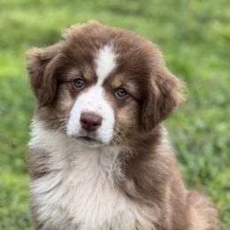 Australian Shepherd, Miniature Australian Shepherd, and Toy Australian Shepherd Puppies from JKKJ Farms
