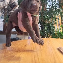 Labrador Retriever Puppies from Inna's Labrador Retrievers