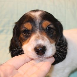 Zeus - Piebald male Dachshund puppy in South Webster, Ohio from Griffith’s Gorgeous Dachshunds
