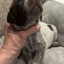 Boy 2 - Liver and white male German Shorthaired Pointer puppy in Bryan, Texas from Ehrenvogel and Bessdach Kennels