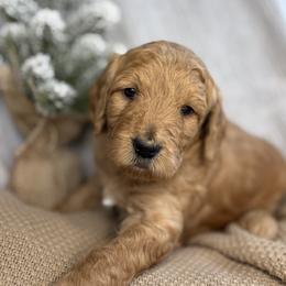 Red - Red  male Goldendoodle puppy in Newnan, Georgia from Old Line Doodles