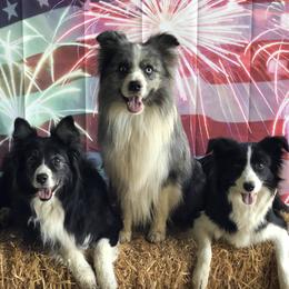 Border Collies from Stargazer Border Collies