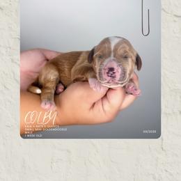 Colby - Apricot male Goldendoodle puppy in Garden Grove, California from Sunkissed Doodles