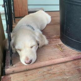 Girl 2 - Cream female Dachshund puppy in Vinton, Iowa from Lerch Family Dachshunds