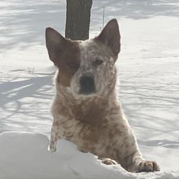 Teller - Australian Cattle Dog