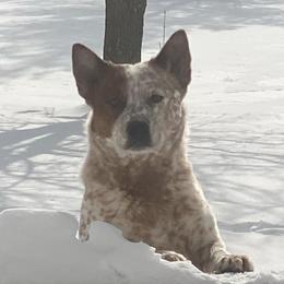 Teller - Australian Cattle Dog