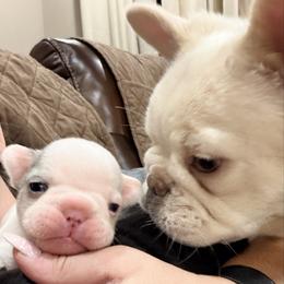 Xaden - Tricolors male French Bulldog puppy in Delhi, Louisiana from 4T Ranch