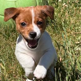 Already under deposit - White and tan female Russell Terrier puppy in Andover, Connecticut from Frog Hollow Farm