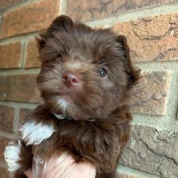 Bach - Liver male Yorkshire Terrier puppy in Georgia from Berggipfel Yorkies