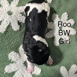 Roo - Black and white female German Shorthaired Pointer puppy in Aitkin, Minnesota from Whispering’s GunDogs
