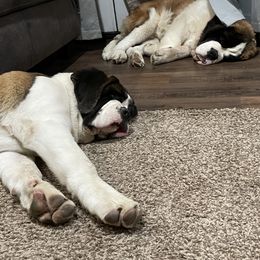 Saint Bernard Puppies from Steel City Saints