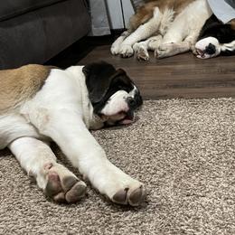Saint Bernard Puppies from Steel City Saints