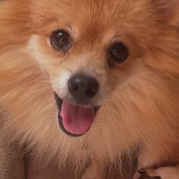 Kaya - Pomeranian