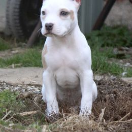 Quasar - Blue fawn American Bully puppy in Kentucky from Cadmium Kennels