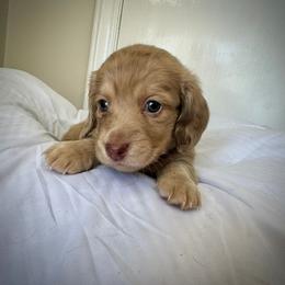 Boy 2 - Dapple male Dachshund puppy in Snow Camp, North Carolina from V's Southern Angels
