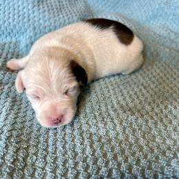 Major - Tri-color male Russell Terrier puppy in London, Kentucky from Norvell Kennels