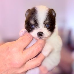 Timothy - Tri-colored male Pomeranian puppy in Gilmer, Texas from Fairchild Fancy Pomeranians and Coachella Pomeranians