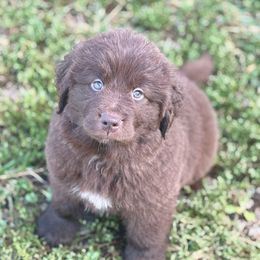 Teal Puppy - Brown female Newfoundland puppy in Hale, Missouri from Grand River Newfoundlands